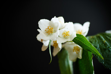 Naklejka na ściany i meble White jasmine flower