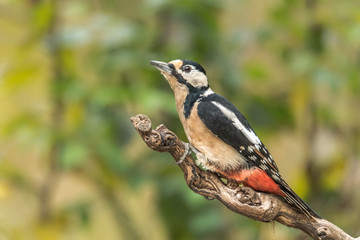 Great Spotted Woodpecker (Dendrocopos major), sitting on a branch looking at a soft background