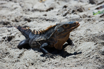 Iguane - Costa Rica