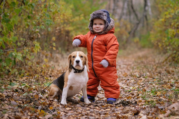 European boy and the Beagle in autumn forest