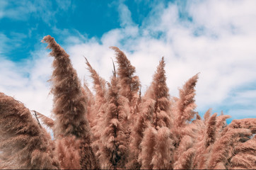 Featured image of post Aesthetic Pampas Grass Desktop Wallpaper - A photography digital print of beach grass swaying on a grey, winter&#039;s day in greece.