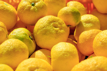 Many Yuzu in the container