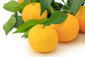 Kito Yuzu on white background