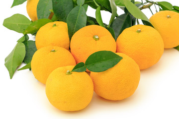 Kito Yuzu on white background