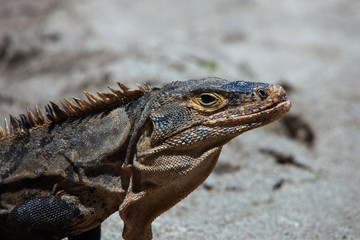 Iguane - Costa Rica