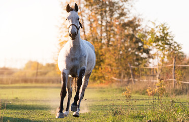 Beautiful arabian horse run gallop in flower meadow