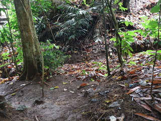Fall tree roots in the forest with green foliage and paths of rice fields and waters 

