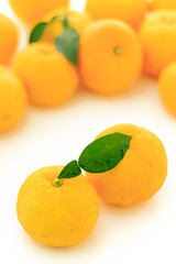 Kito Yuzu on white background