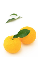 Kito Yuzu on white background