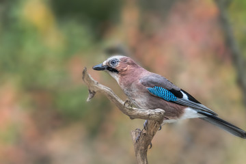 Eurasian jay (garrulus glandarius), sitting on a branch looking at a soft background