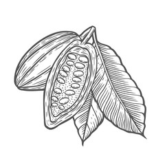 Cocoa beans illustration.