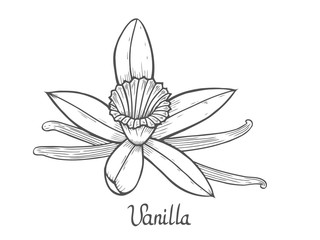 Vanilla flower plant