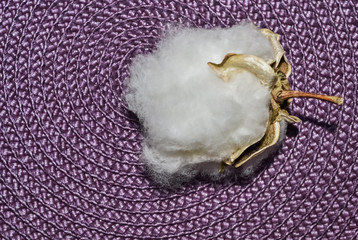 Closeup of a cotton bud
