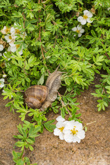 snail  on plant 