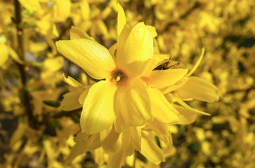 Forsythia in Spring