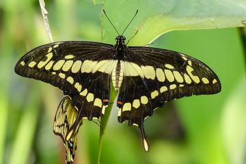 Tropical Butterfly King Swallowtail (Papilio thoas)