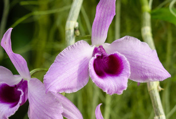 Tropical Orchid (Cattleya)