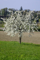 Obraz premium Flowering Cherry Tree