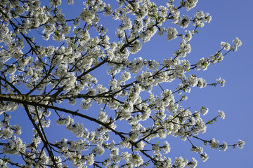 Flowering Cherry Tree