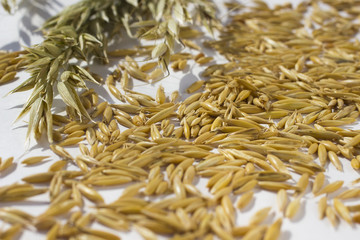 Spring of oats and grain of oats on a white background. Top view