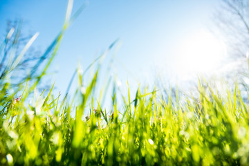 spring grass and flowers background