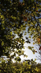 les branches de chêne