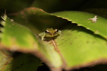 kleiner grüner Frosch auf einem Blatt