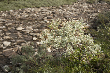 Downy Willow - a common species of willows growing at the edge of an arctic stream above the Polar circle in Norway