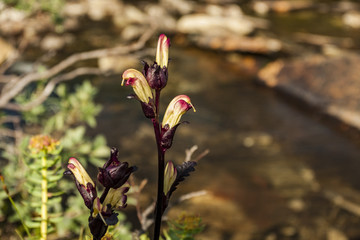 Moor-king Lousewort blooming at the edge of an arctic stream in Northern Norway above the Polar cirlce