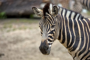 Zebra, a portrait 