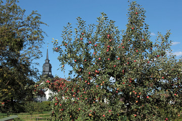 apfelbaum auf der streuobstwiese