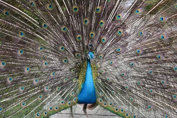 Fotobehang Blue Peacock With Colorful Open Feathers © Ganeshkumar