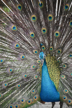 Peacock In Open Feathers