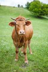 Naklejka na ściany i meble Polish red cow on a green pasture, looking at camera