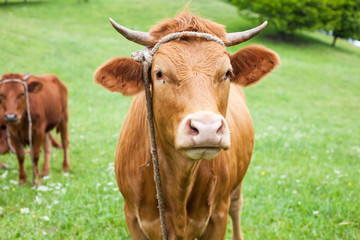 Naklejka na ściany i meble Polish red cow on a green pasture, looking at camera