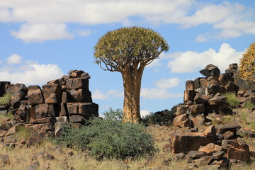 Quiver Tree growing in dolerite rock landscape in Namibia