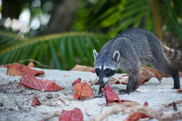 Raton laveur - Costa Rica