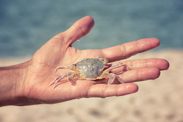 White sand crab in the human hand