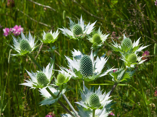 Amethyst Sea Holly or Eryngo flower buds close-up, selective focus, shallow DOF