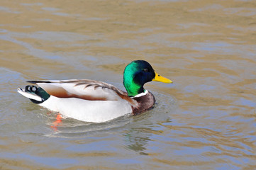 Obraz premium Mallard Ducks swimming in the river. Wild duck in river