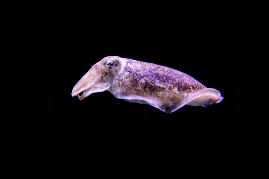 Cuttlefish aquarium in Lisbon, Portugal