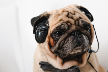 pug in headset and bow tie