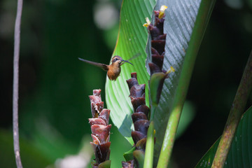 Colibri - Costa Rica