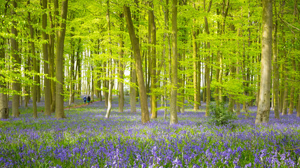 Bluebell Woods, Coton Manor.