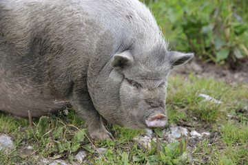 H&auml;ngebauchschwein von vorne 