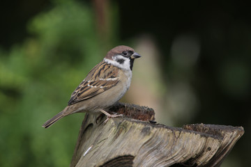 Feldsperling auf Baumstamm