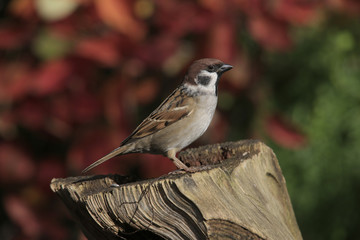 Feldsperling auf Baumstamm im Herbst