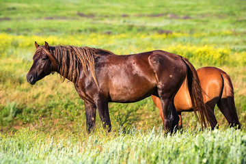 Fototapeta premium Pair of wild horses grazing on summer meadow