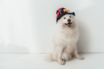 dog in funny hat