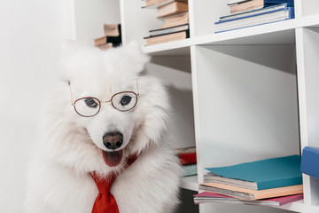 samoyed dog in necktie at workplace